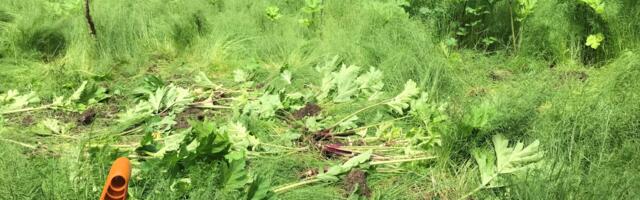 Riiklik karuputke tõrje jätkub täies mahus