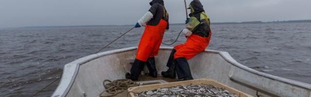 Peipsi ja Pihkva järve kalakvoodid 2026. aastaks: koha juurde, ahvenat oluliselt vähem