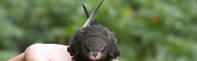 Ornitoloogid otsivad tulevast aasta lindu