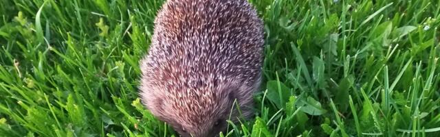 Siilid on ärganud – kas sina oled valmis neid märkama? Aita kaardistada aasta looma siili!