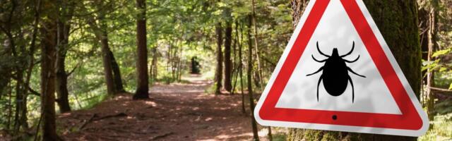 Puugid on juba liikvel: 70% linnaruumis olevatest puukidest kannab mõnda inimesele ohtlikku haigustekitajat