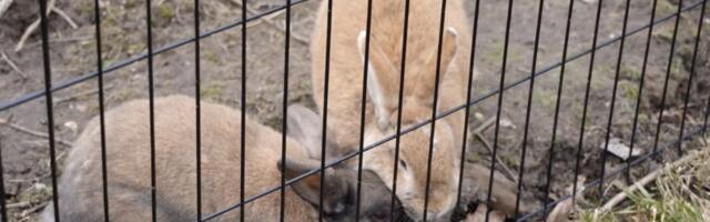 TV3 VIDEO | Viljandimaal asub Eesti ainus küülikute varjupaik