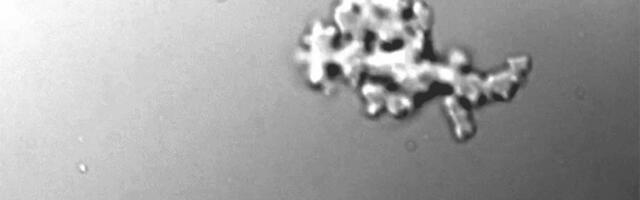 Väike amööb nihutas päristuumsete organismide kuumataluvuse piiri