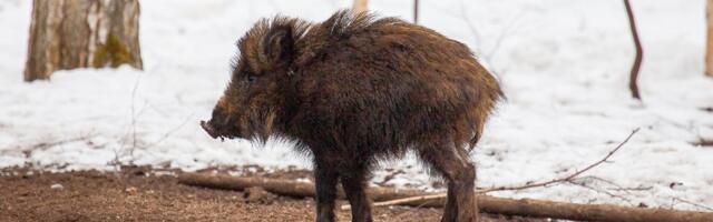 PTA: seakatku leviku piiramiseks telliti jahimeestele desovahendeid