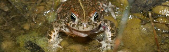 Laupäevast stardivad Eesti looduse päeva RMK retked