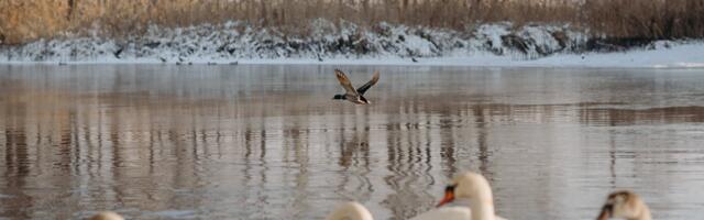 Ära toida veelinde, eriti veel saiaga!