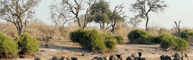 Botswana soovib kinkida Saksamaale 20 000 elavanti