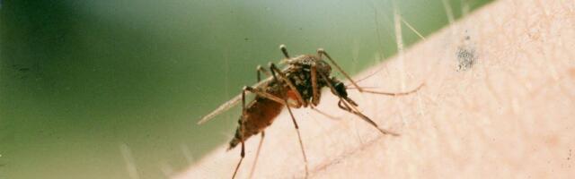 Kas Eestis on sääski liiga palju? Putukateadlane: tegelikult on tänavu eriti vaene putukate aasta