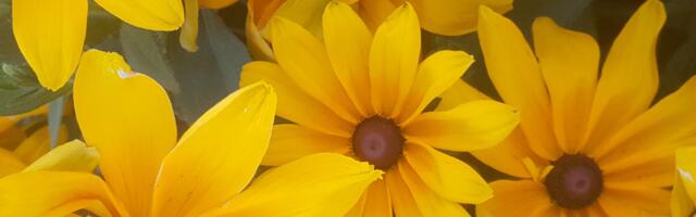 Päevahoroskoop : esmaspäev, 11. august