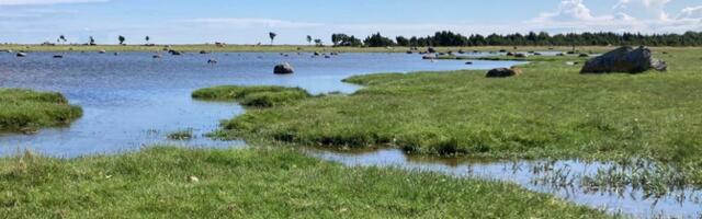 Hooldatud pärandniitude pindala katab alla poole elurikkuse vajadusest