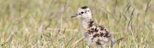 JUHTKIRI | Tühja jooksev suur ja kallis töö