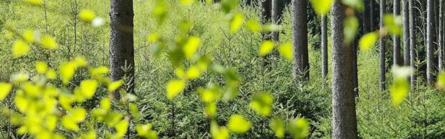 KIKi metsandustoetused toetavad edaspidi rohkem elurikkust ja väikemetsaomanikke