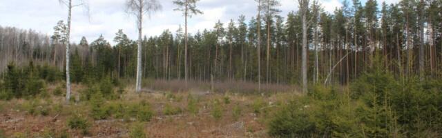 Keskkonnaorganisatsioonide hinnangul on metsanduse arengukava vastuolusid täis