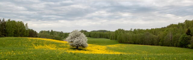 Keskkonnaamet korraldab Karula, Soomaa ja Vilsandi rahvusparkide juubeliaasta piduliku avamise