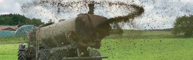 Mullateadlane: Aafrika seakatk võib sõnnikuga põllule laotatuna uuesti liikuma pääseda