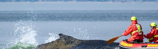 VIDEO | Tehakse veel üks meeleheitlik katse algselt surema jäetud vaala päästmiseks