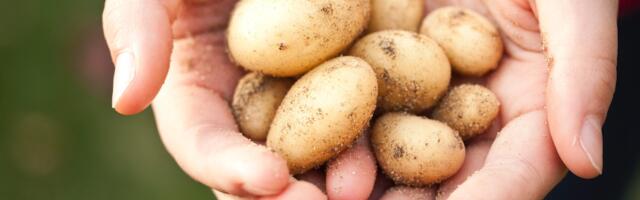 Karantiinsete kartulikahjustajate seire käigus uusi haiguskoldeid ei tuvastatud