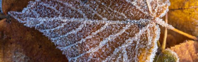 ILMAPROGNOOS | Sügis näitab jahedamat palet