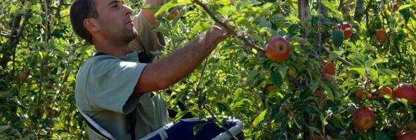 Kako zaštiti voće od mraza? Najavljuje se zahlađenje, evo kako da spasite bašte i voćnjake