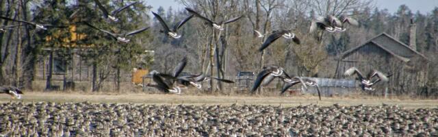 "Meil peab olema võimalus oma saaki kaitsta!" Riik tahab linnukahjude hüvitamise lõpetada