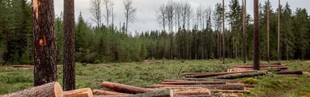 PÖÖRE PAREMUSELE? ⟩ Puidu kokkuostuhinnad keerasid nina üles