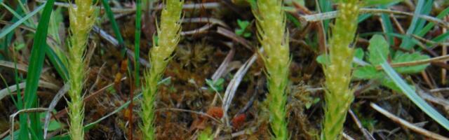 HARULDUS | Selaginellijahti saab pidada Kassaris