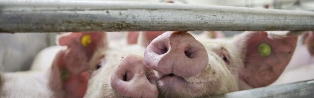 KAART | Vaata, kuhu planeerib riik katku surnud ja hukatud sigade matmispaiku