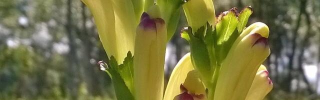 Keskkonnaamet kinnitas kuninga-kuuskjala kaitse tegevuskava