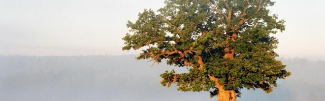 Jäänud on loetud päevad Euroopa aasta puu valimiseks