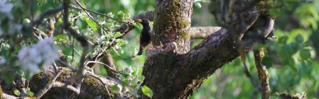 Keskkonnaamet alustab taas pesitsusrahu järelevalvet