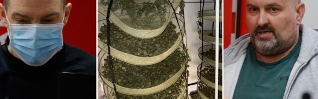 Kanepifarm kesklinnas, lastesõim kõrval