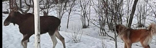 Reporter: Harjumaal Püünsis käib põder koeraga sõbrustamas