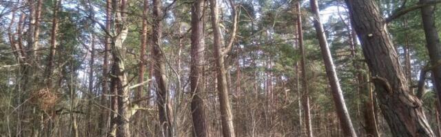 Minister Savisaar: Uus toetus vähendab metsaomanike ebavõrdsust