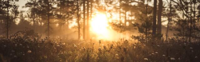 Taas algas luulevõistlus „Luulelumm“