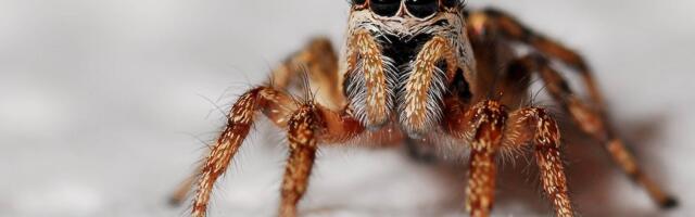 Mida teha, et hiired ja ämblikud lõõgastumist ei segaks?