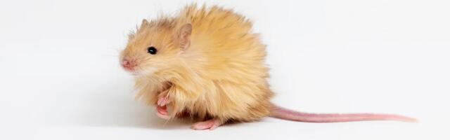 Laboris valmis mammuti geenidega hiir