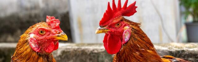 PTA hoiatab: Harjumaal tuvastati lindude gripp viiel kanal ja ühel rebasel