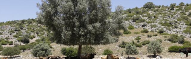 Suu- ja sõrataud levib Euroopas – Kreekas tuvastati uus puhang