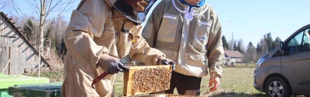 Kevad mesilas: metsakuklased on sama ohtlikud kui karud