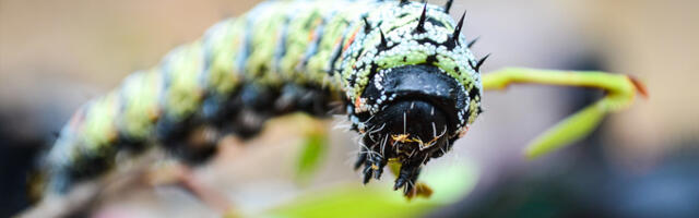Aafrika laste peal testitakse ussiputru, mida siis ka läänemaailmas pakkuma hakatakse