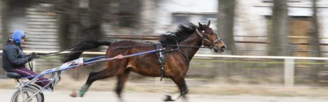 Koer võib olla inimese parim sõber, aga kes on tähtsaim?