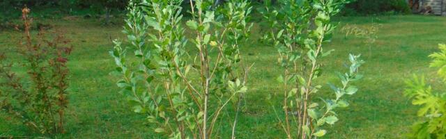 Soolak-puisaster on Eestis esialgu veel ohutu