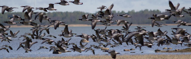 Halduskohus peatas ajutiselt esialgse õiguskaitse korras kevadise hanejahi ja kaasas menetlusse 129 põllupidajat