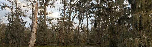 Ed Stringham: Donald Trumpi "soo kuivendamine" on tühi loosung