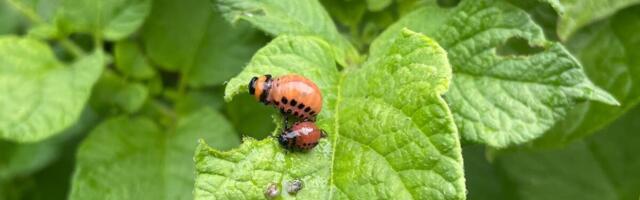 Paul-Techi põllujaam: soojad ilmad ja niiskus soodustasid putukate ja taimehaiguste levikut