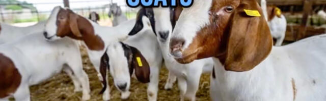 Kreeka ametnikud korraldasid kavala skeemi, mille abil EL-ilt raha välja petta