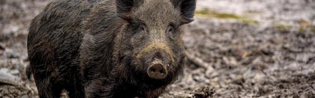 Riik varub pool miljonit metsseakonservi