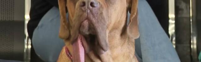 VIDEO | Uus Guinnessi rekord püstitatud! Koer Ozzyl on maailma pikim keel