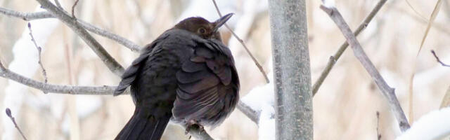 AIALINNUVAATLUSEL KAASA LÖÖMINE MÕJUB HÄSTI OSALEJATE VAIMSELE TERVISELE