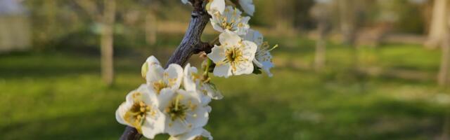Tallinna selle aasta suurprojekt „Igale lapsele oma puu“ on saamas reaalsuseks – aprillis läheb istutamiseks